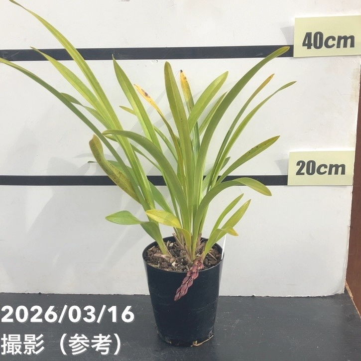 まもなく開花 花芽1個＞ミスマフェット 4号｜ミツバチ蘭｜洋蘭10-TU