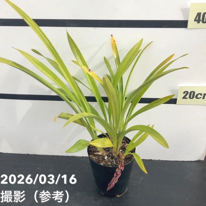 まもなく開花 花芽1個＞ミスマフェット 4号｜ミツバチ蘭｜洋蘭10-TU