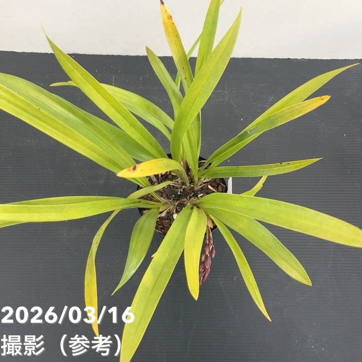 まもなく開花 花芽1個＞ミスマフェット 4号｜ミツバチ蘭｜洋蘭10-TU