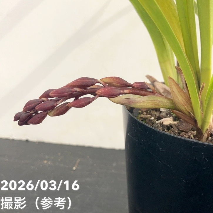 まもなく開花 花芽1個＞ミスマフェット 4号｜ミツバチ蘭｜洋蘭10-TU