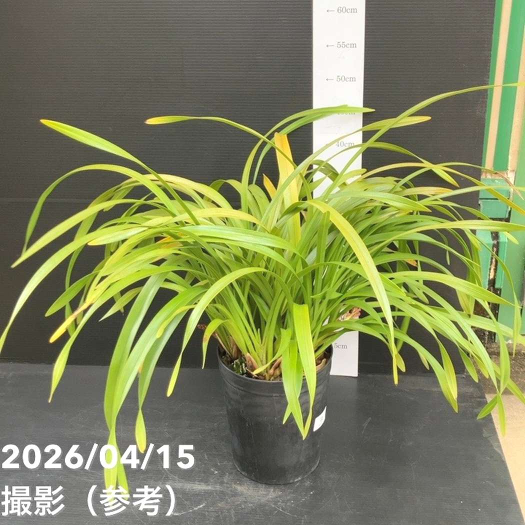 キンリョウヘンA-6 花芽2 　1　 1の3鉢セット 新芽あり 花芽3個以上＞キンリョウヘン 6号（品種不明）｜ミツバチ蘭｜洋蘭10-TU