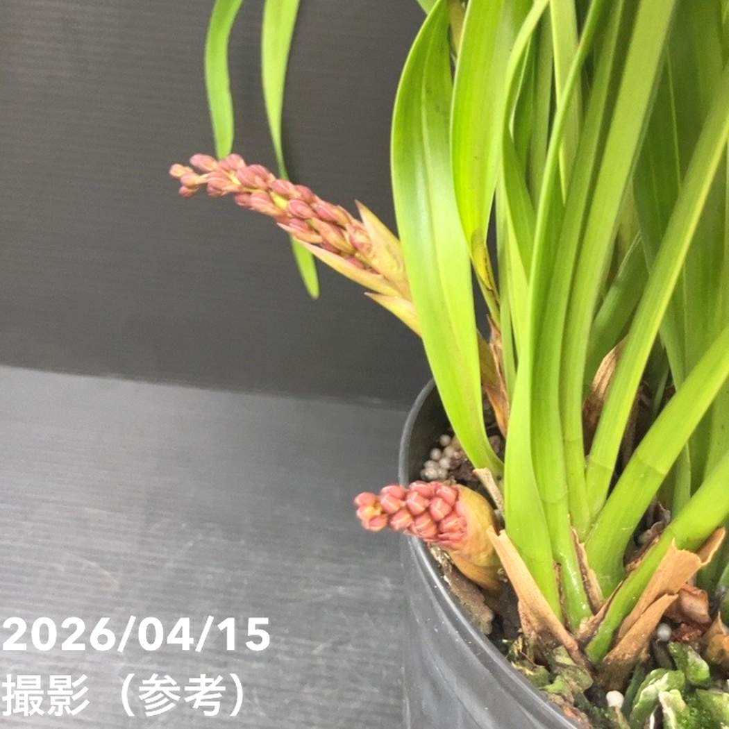 花芽3個以上＞キンリョウヘン 6号（品種不明）｜ミツバチ蘭｜洋蘭10-TU