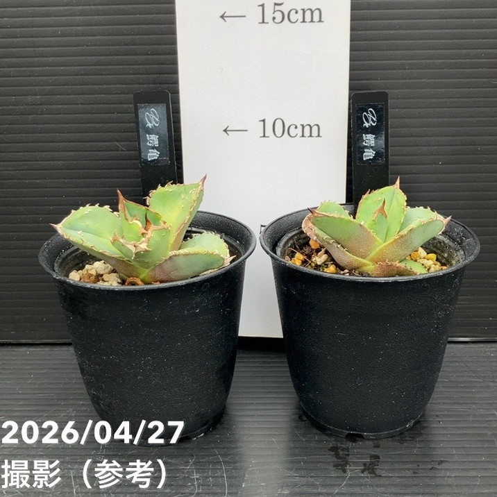 アガベ 2.5号 鰐亀 わにがめ｜観葉10-TU | 観葉・多肉,アガベ | 赤塚