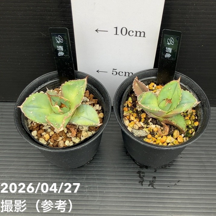 アガベ 2.5号 鰐亀 わにがめ｜観葉10-TU | 観葉・多肉,アガベ | 赤塚