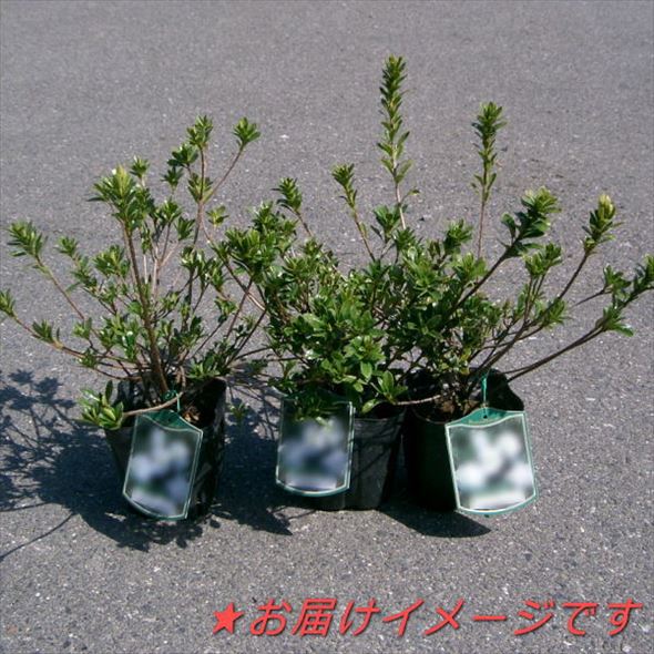 サツキ 白盃 4号×3株セット｜花木10-AK | 花木・庭木,サツキ・ツツジ