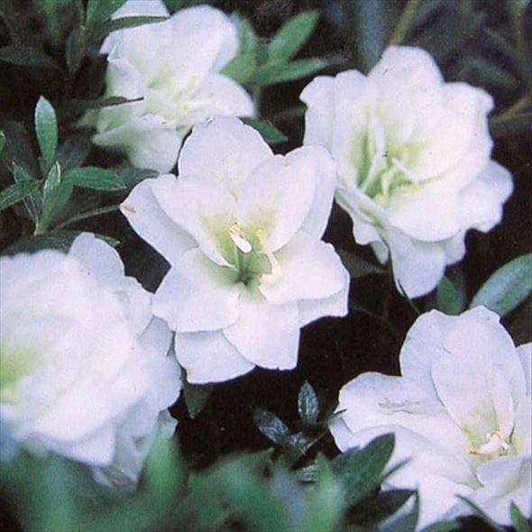 サツキ 白盃 4号×3株セット｜花木10-AK | 花木・庭木,サツキ・ツツジ