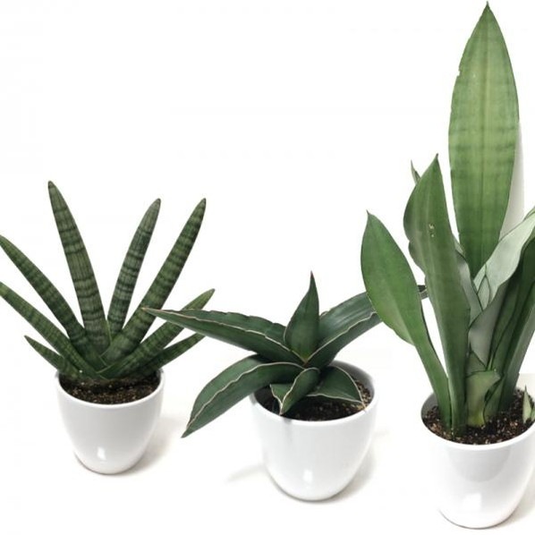 期間限定10％OFF！】サンスベリア 4号 フィッシャリー 白陶器鉢植え