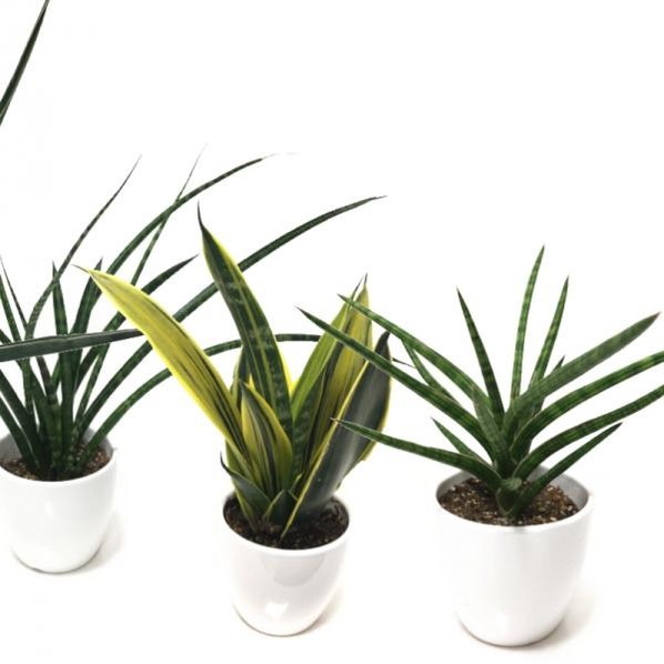 サンスベリア 4号 フィッシャリー 白陶器鉢植え｜観葉02-D2 | 観葉