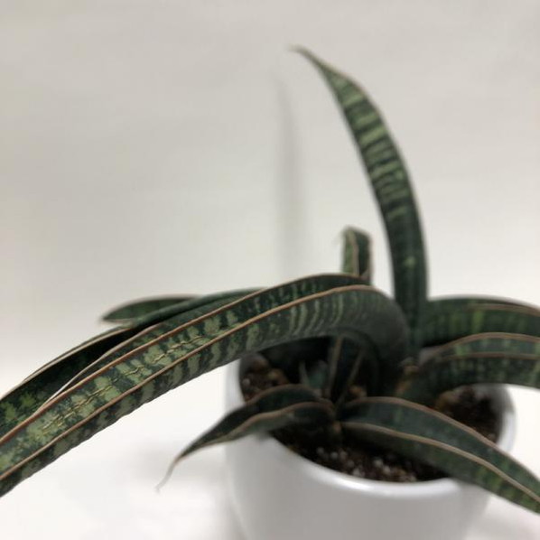 サンスベリア 4号 フィッシャリー 白陶器鉢植え｜観葉02-D2 | 観葉