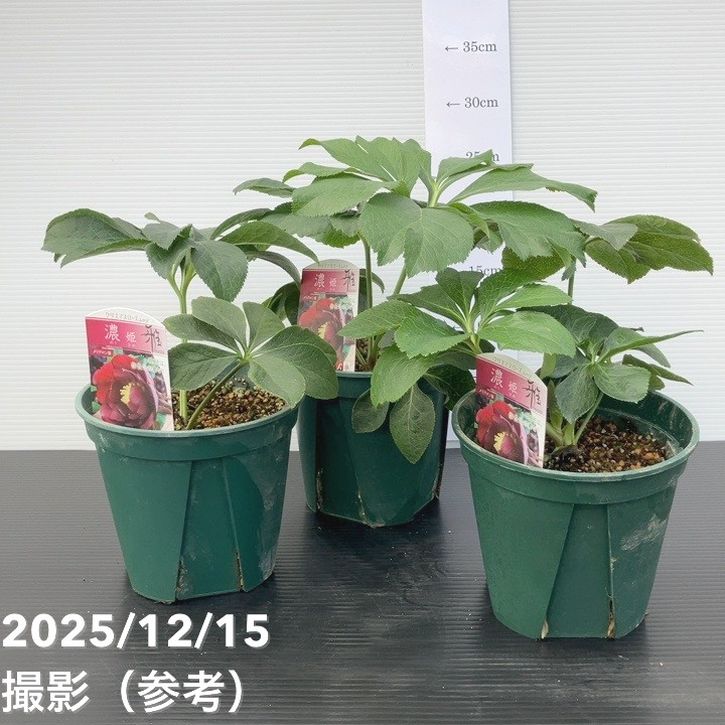 クリスマスローズ 伊勢みやび 5号 濃姫｜山野01-D1 | 草花,クリスマス