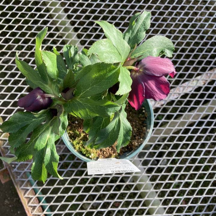 期間限定10％OFF！】クリスマスローズ 伊勢みやび 5号 濃姫｜山野01-D1