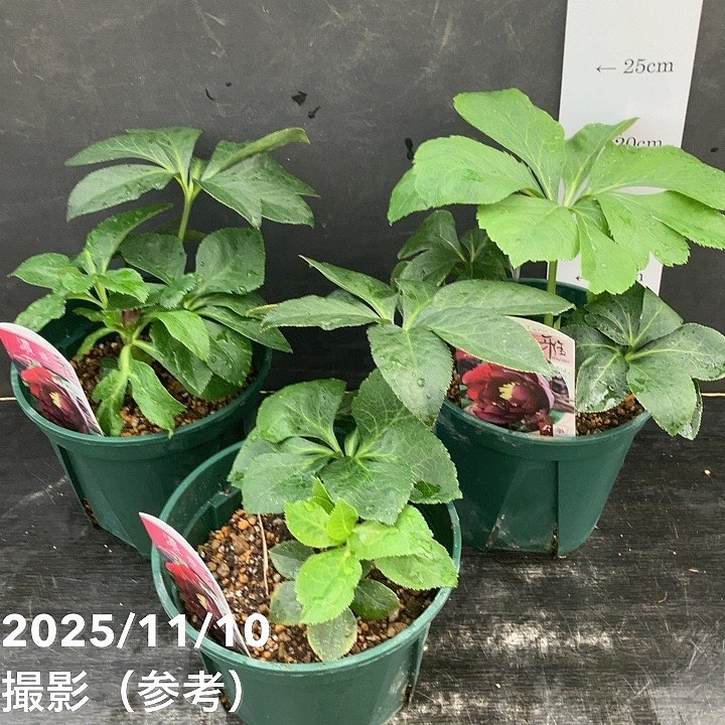 クリスマスローズ 伊勢みやび 5号 濃姫｜山野01-D1 | 草花,クリスマス