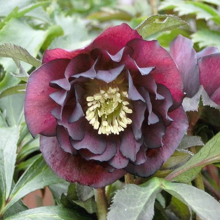 クリスマスローズ 伊勢みやび 5号 濃姫｜山野01-D1 | 草花