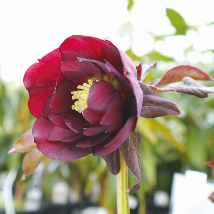 クリスマスローズ 伊勢みやび 5号 濃姫｜山野01-D1 | 草花,クリスマス