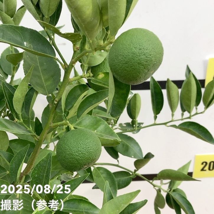 実付き柑橘＞すだち 7号｜柑橘｜果樹10-TU | 果樹,柑橘 | 赤塚植物園