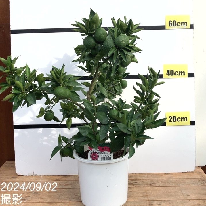 実付き柑橘＞すだち 7号｜柑橘｜果樹10-TU | 果樹,柑橘 | 赤塚植物園