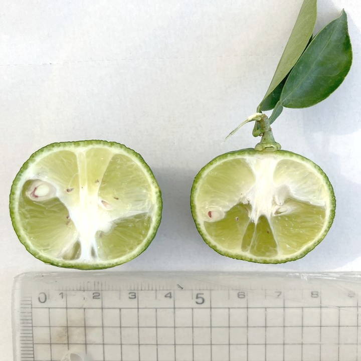 実付き柑橘＞すだち 7号｜柑橘｜果樹10-TU | 果樹,柑橘 | 赤塚植物園