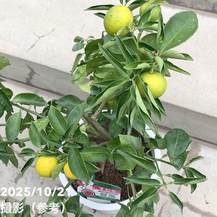 実付き柑橘＞すだち 7号｜柑橘｜果樹10-TU | 果樹,柑橘 | 赤塚植物園