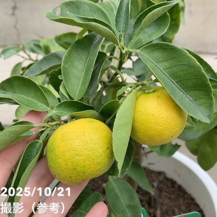 実付き柑橘＞すだち 7号｜柑橘｜果樹10-TU | 果樹,柑橘 | 赤塚植物園