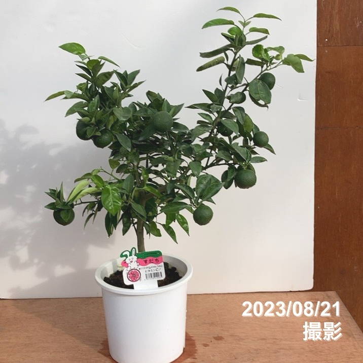実付き柑橘＞すだち 7号｜柑橘｜果樹10-TU | 果樹,柑橘 | 赤塚植物園