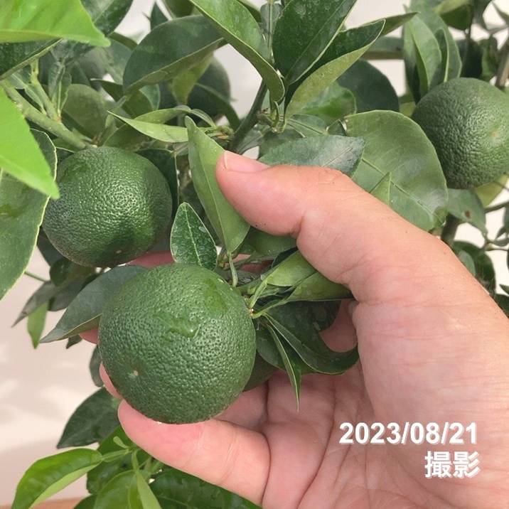 実付き柑橘＞すだち 7号｜柑橘｜果樹10-TU | 果樹,柑橘 | 赤塚植物園