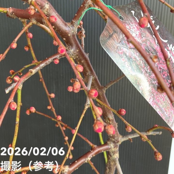 しだれ梅 ピンク 7号｜花木04-PA | 花木・庭木,サクラ・梅 | 赤塚