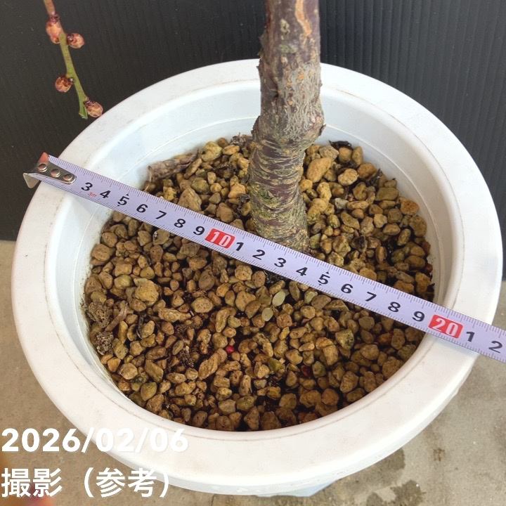 しだれ梅 ピンク 7号｜花木04-PA | 花木・庭木,サクラ・梅 | 赤塚