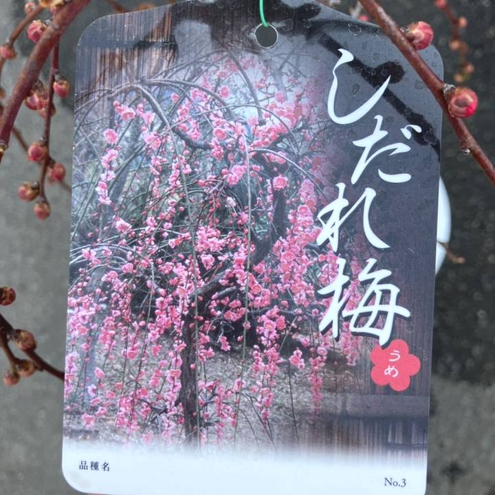 庭木、しだれ梅分けてください。 しだれ梅 | 剪定・伐採・草刈りなど庭手入れ専門造園業者｜植木屋smile