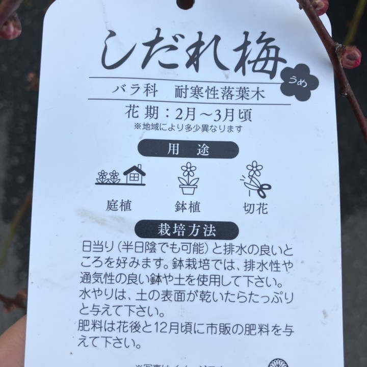 しだれ梅 ピンク 7号｜花木04-PA | 花木・庭木,サクラ・梅 | 赤塚