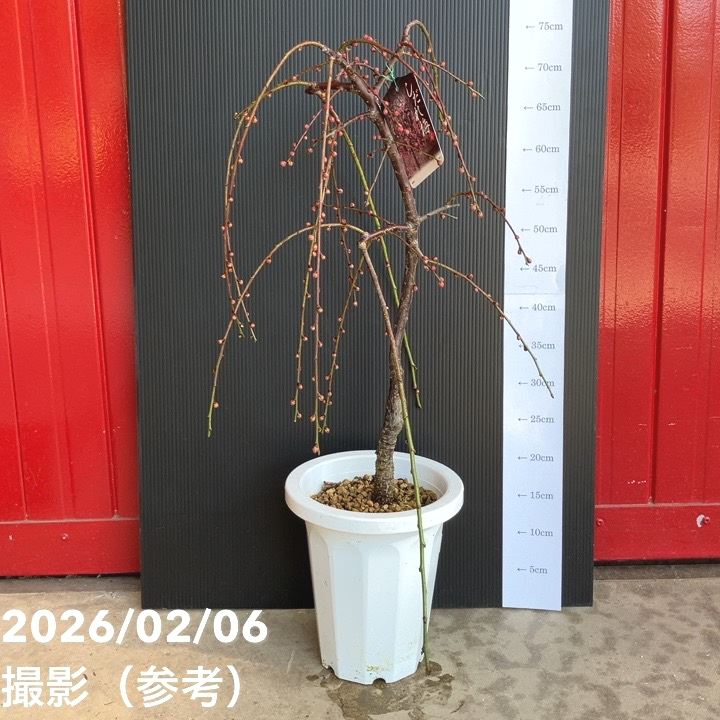 しだれ梅 ピンク 7号｜花木04-PA | 花木・庭木,サクラ・梅 | 赤塚