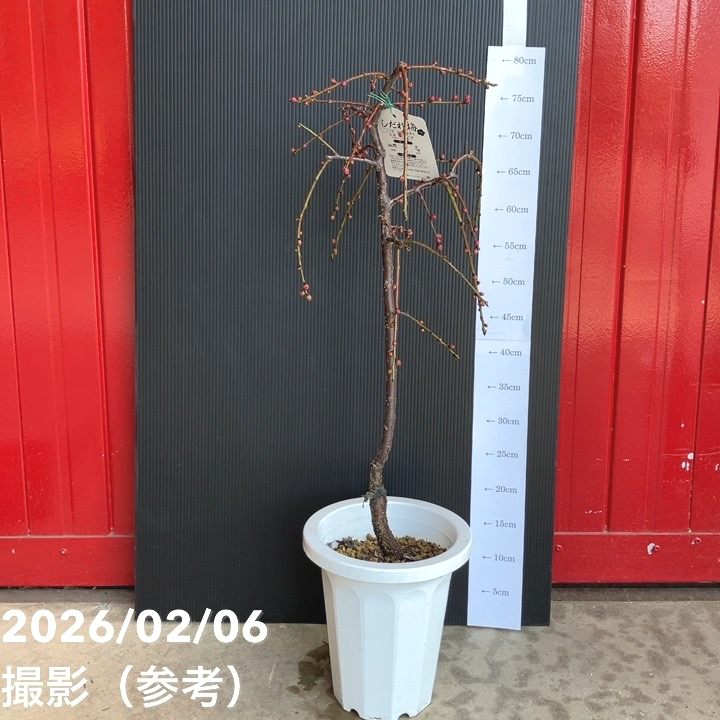 しだれ梅 ピンク 7号｜花木04-PA | 花木・庭木,サクラ・梅 | 赤塚