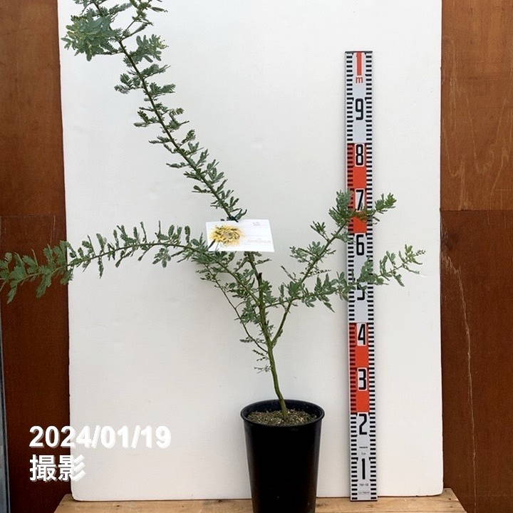 ミモザ アカシア 6号｜s200｜花木04-PA | 特集,○ミモザ特集
