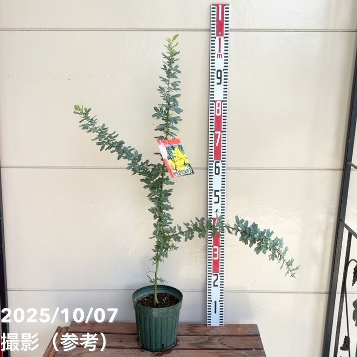 ミモザ アカシア 6号｜花木04-PA | 特集,○ミモザ特集 | 赤塚