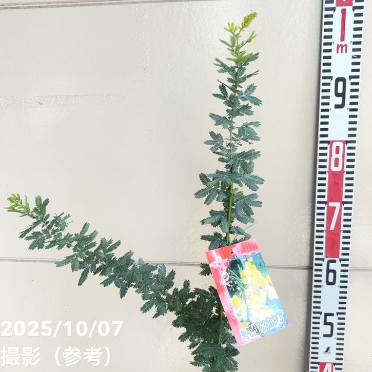 ミモザ アカシア 6号｜花木04-PA | 特集,○ミモザ特集 | 赤塚