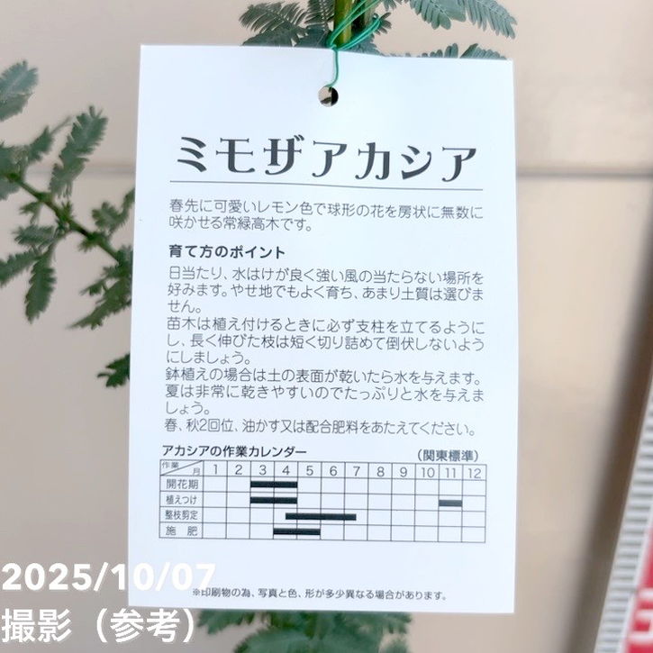 ミモザ アカシア 6号｜花木04-PA | 特集,○ミモザ特集 | 赤塚