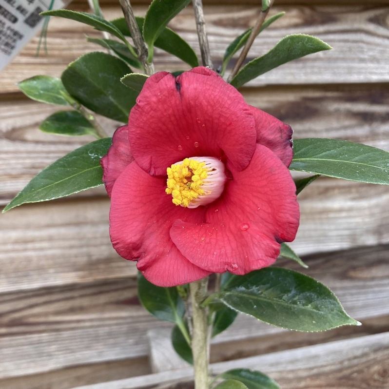 椿 ツバキ 4号 若楓［こだわりの前田ナーセリー苗］｜花木04-PA | 花木