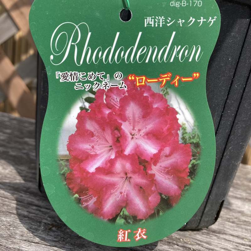 西洋シャクナゲ6号 紅衣 D03 花木 庭木 シャクナゲ 赤塚植物園オンライン 花の音