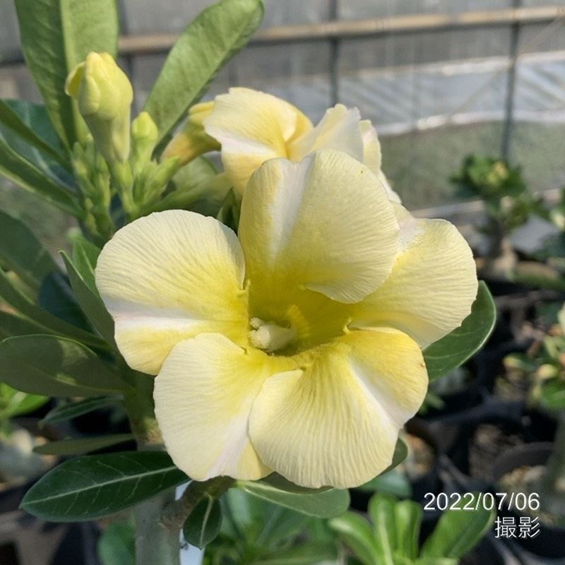 アデニウム オベスム Lueang Saeng Ngern 4号 9 花木 庭木 アデニウム 赤塚植物園オンライン 花の音