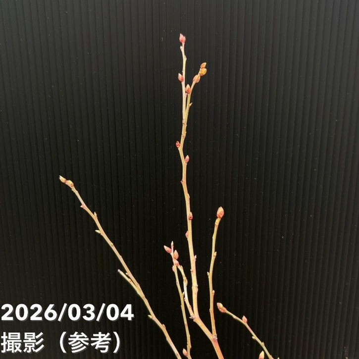 ブルーベリー ラビットアイ系 ブルーシャワー 4.5～5号｜果樹04-PA