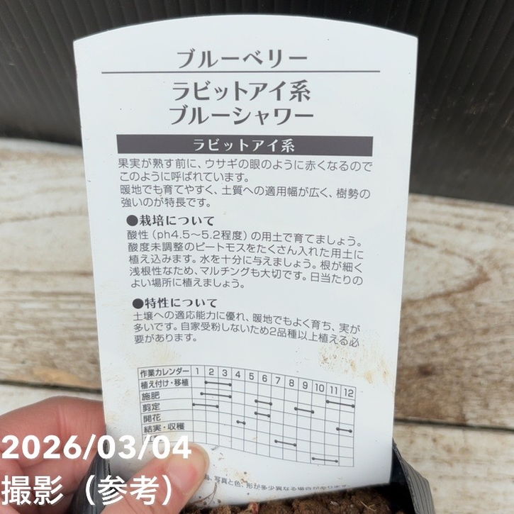 ブルーベリー ラビットアイ系 ブルーシャワー 4.5～5号｜果樹04-PA
