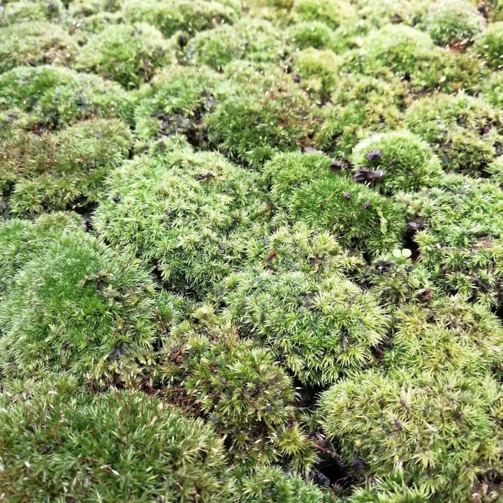 苔トレー ヤマゴケ 山苔｜山野04-PA | □キーワードから探す,和・日本