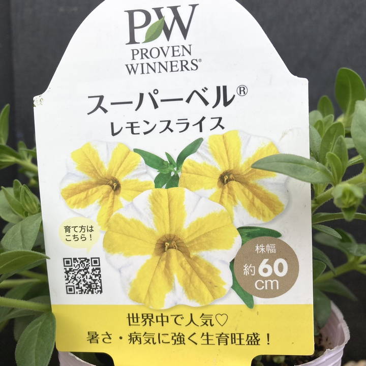 PW スーパーベル レモンスライス 3.5号×3株セット PVP｜草花04-PA