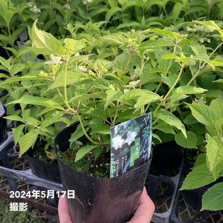ヤマアジサイ 4号 白富士 シロフジ（16）｜花木01-D1 | 赤塚植物園自社