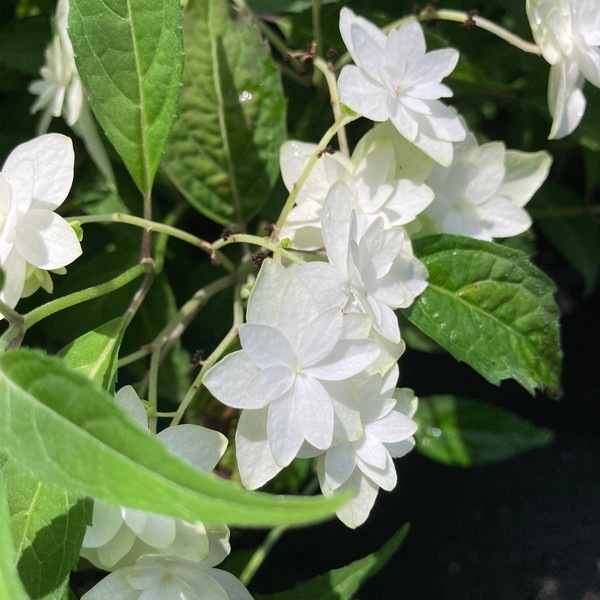 ヤマアジサイ 4号 白富士 シロフジ（16）｜花木01-D1 | 赤塚植物園自社