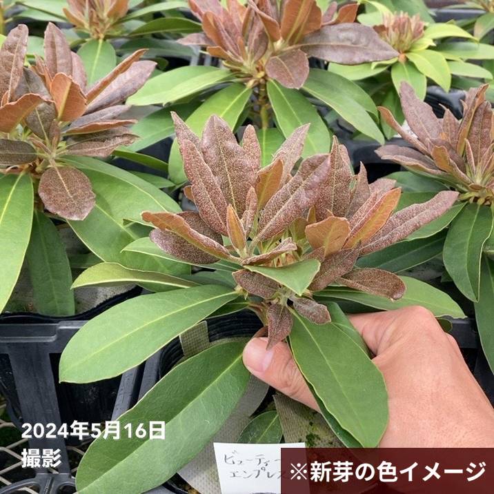 シャクナゲ スーパーローディー 3.5号 ビューティーエンプレス｜花木01