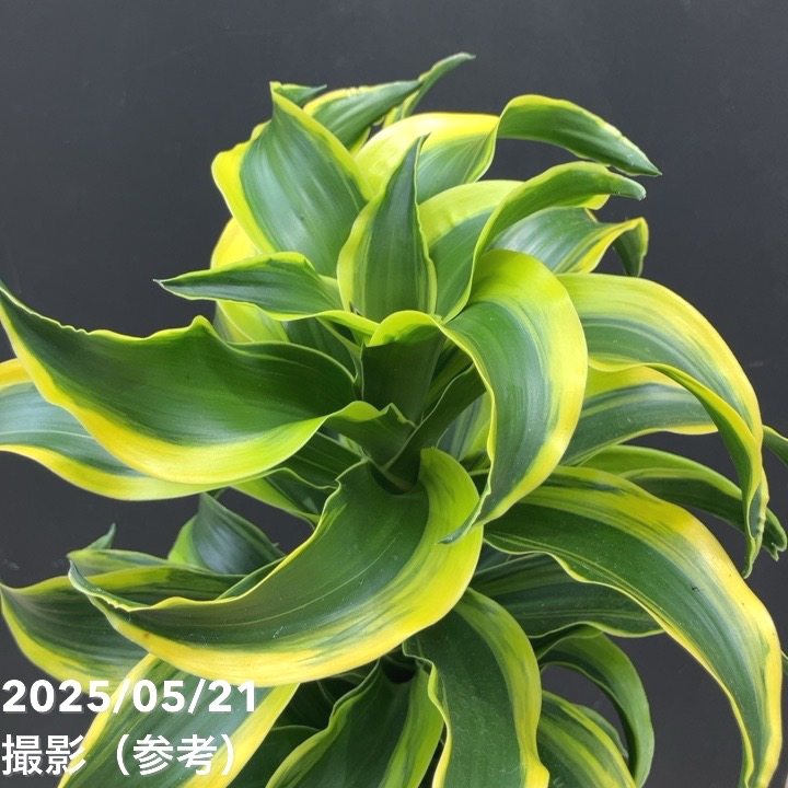 【現品】ドラセナ・トルネード　斑入り　8号　HW番 楽天市場】ドラセナ 斑入りの通販