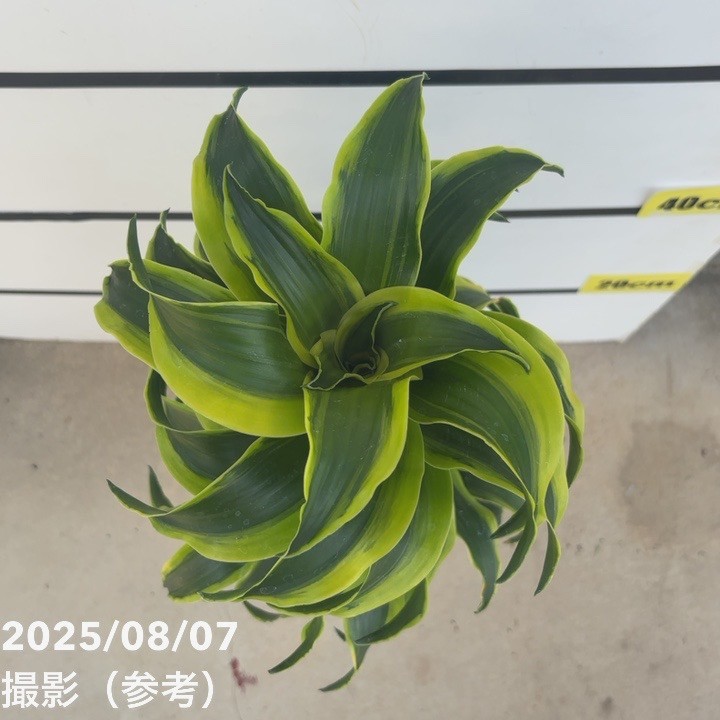 【現品】ドラセナ・トルネード　斑入り　8号　HW番 楽天市場】ドラセナ 斑入りの通販