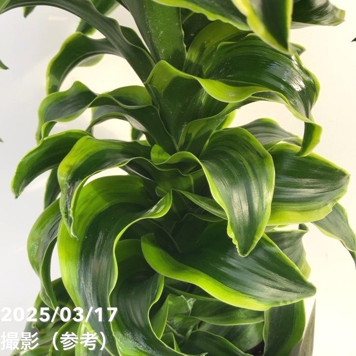 ドラセナ トルネード 6号 斑入り｜観葉10-TU | 観葉・多肉 | 赤塚