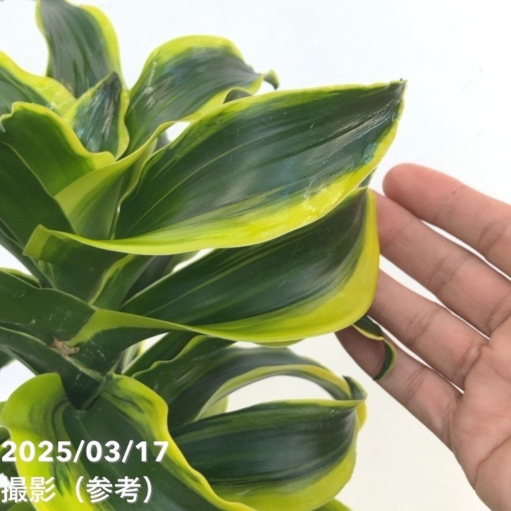 ドラセナ トルネード 6号 斑入り｜観葉10-TU | 観葉・多肉 | 赤塚
