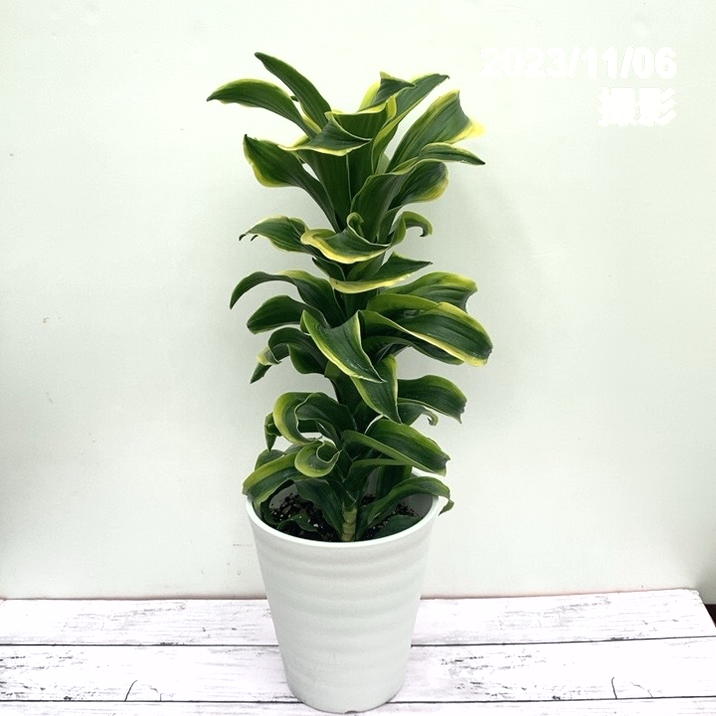 ドラセナ トルネード 6号 斑入り｜観葉10-TU | 観葉・多肉 | 赤塚